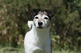 PARSON RUSSEL TERRIER 139